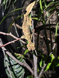 Uroplatus Phantasticus