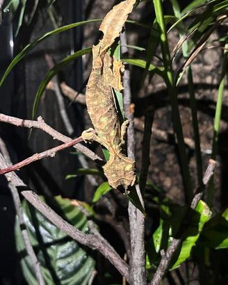 Uroplatus Phantasticus