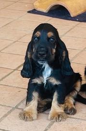 Cocker spaniel inglese
