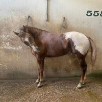 Cavallo stallone