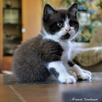British Shorthair cucciolo