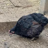 Gallina Orpington nana