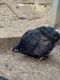 Gallina Orpington nana