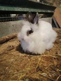 Coniglio testa di leone