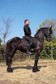 Cavallo frisone castrone