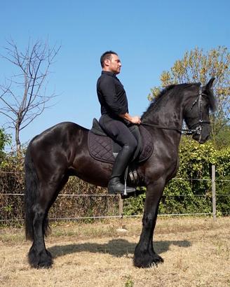 Cavallo frisone castrone
