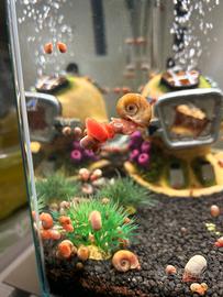 Planorbarius Red
