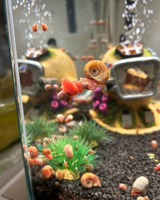 Planorbarius Red