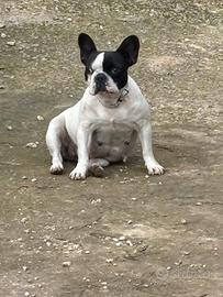 Cuccioli Bulldog Francese