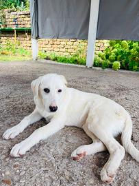Cucciola 5 mesi tg medio abbondante