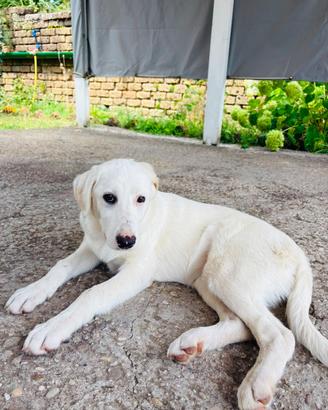 Cucciola 5 mesi tg medio abbondante