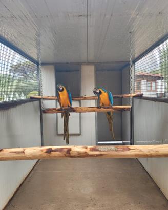 Coppie Ara,Cenerini,Amazzoni,Ecletti,Cacatua