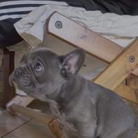Cuccioli di bulldog francese blu