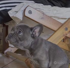 Cuccioli di bulldog francese blu
