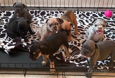 Bulldog francese cucciolata