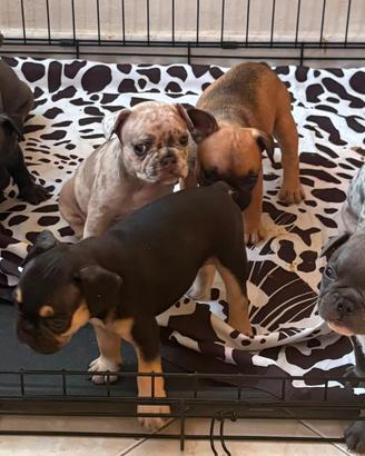 Bulldog francese cucciolata