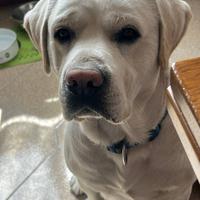 Labrador per accoppiamento