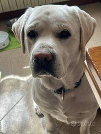 Labrador per accoppiamento