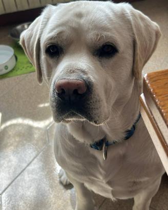 Labrador per accoppiamento