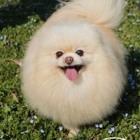 Spitz tedesco nano pomerania femmina 8 anni