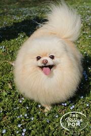 Spitz tedesco nano pomerania femmina 8 anni