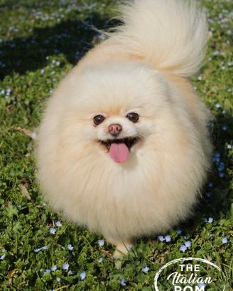 Spitz tedesco nano pomerania femmina 8 anni