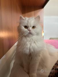 Gatta persiana