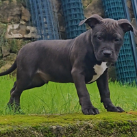 Cuccioli American Pitbull Terrier