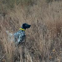 Setter inglese da caccia