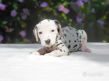 Cucciolina femmina di Dalmata
