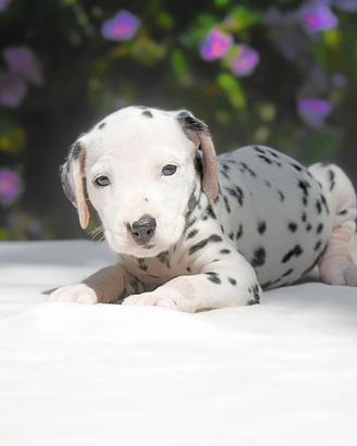 Cucciolina femmina di Dalmata
