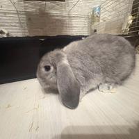 Coniglio ARIETE NANo blu