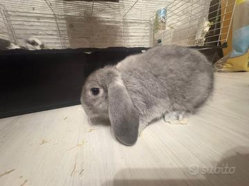 Coniglio ARIETE NANo blu