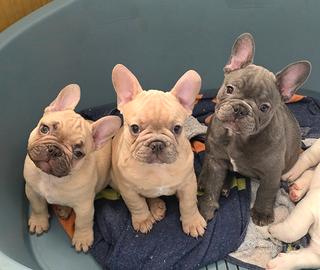 Bulldog Francese