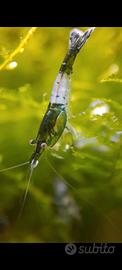 Caridine green rili