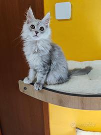Maine Coon Ultime piccole