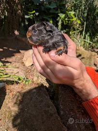 Cavie Sheltie- California