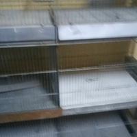 Gabbie 120 con carrello