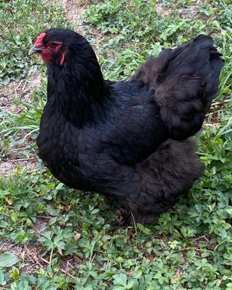 Gallo e 3 galline Brahma
