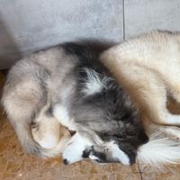 Cuccioli husky