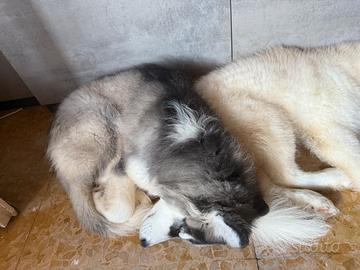 Cuccioli husky