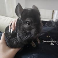 Animali vario genere