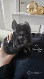 Animali vario genere