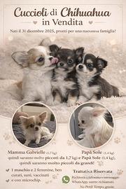 Chihuahua toy sani e dí eccezionale bellezza