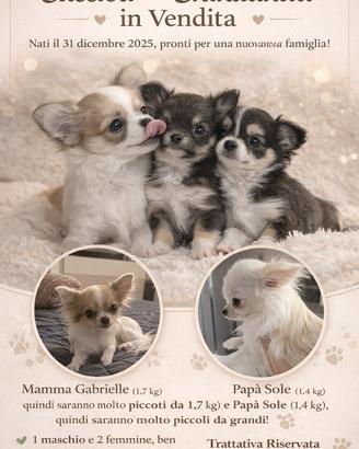 Chihuahua toy sani e dí eccezionale bellezza