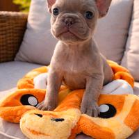 Cuccioli di bulldog francese esotico