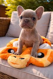 Cuccioli di bulldog francese esotico