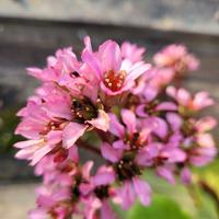 Pianta Bergenia crassifolia, "Giuseppina"