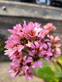 Pianta Bergenia crassifolia, "Giuseppina"