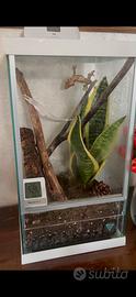 Geco ciliatus con terrario bioattivo